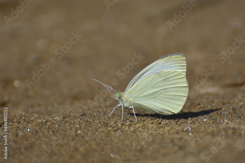 Photography Small White butterfly, Pieris rapae, on ground