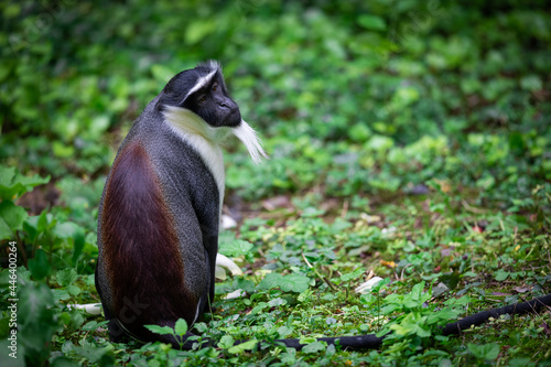 Obraz na płótnie Portrait of a roloway monkey in the forest w salonie