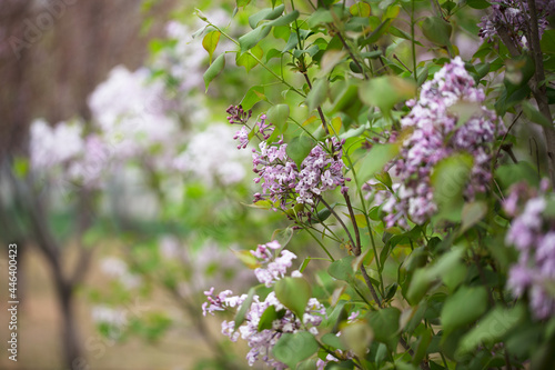 Lilac flowers blooming in the spring park