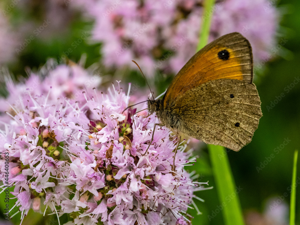 Obraz premium Große Ochsenauge