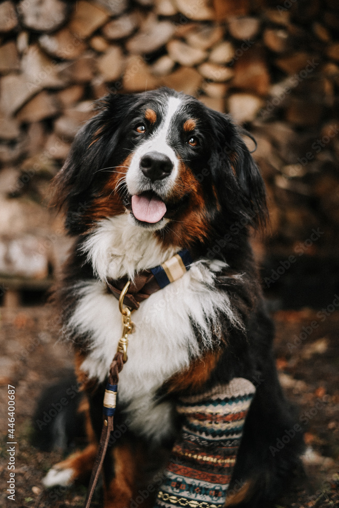 Dog wearing a leash and a collar in a beautiful environment