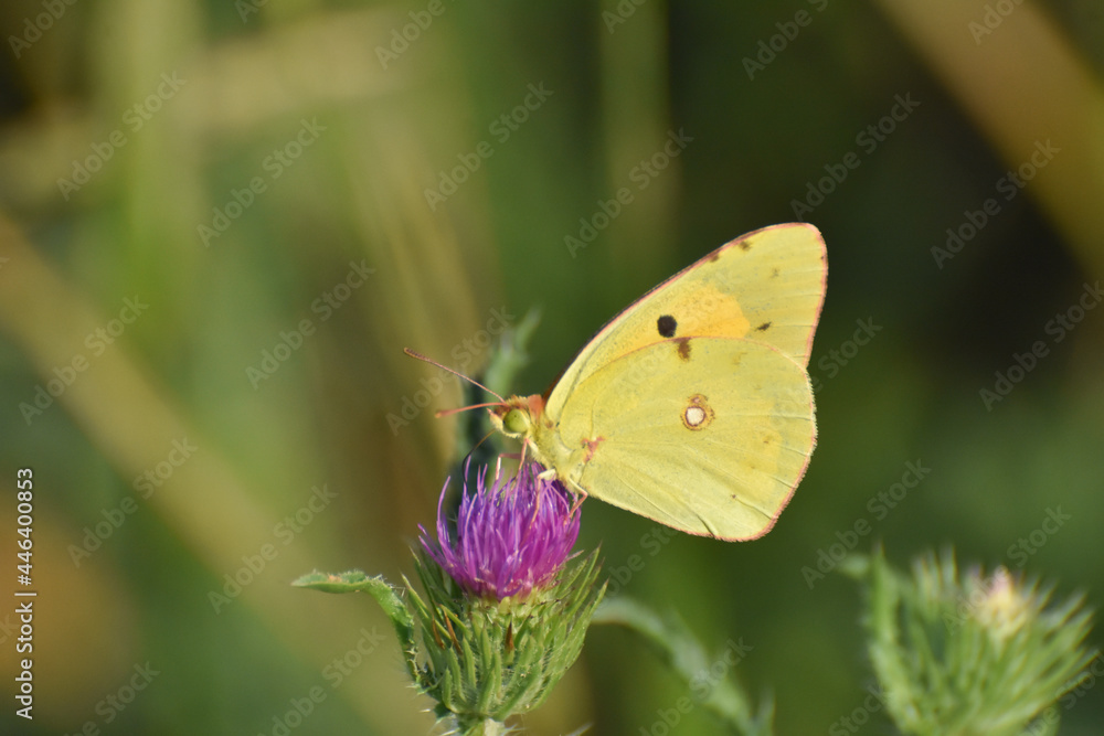 Colias croceus, Clouded Yellow butterfly collecting nectar on flower. Yellow Butterfly flowers in garden in spring Colias croceus, Clouded Yellow butterfly collecting nectar on flower. Yellow Butterfly flowers in garden in spring