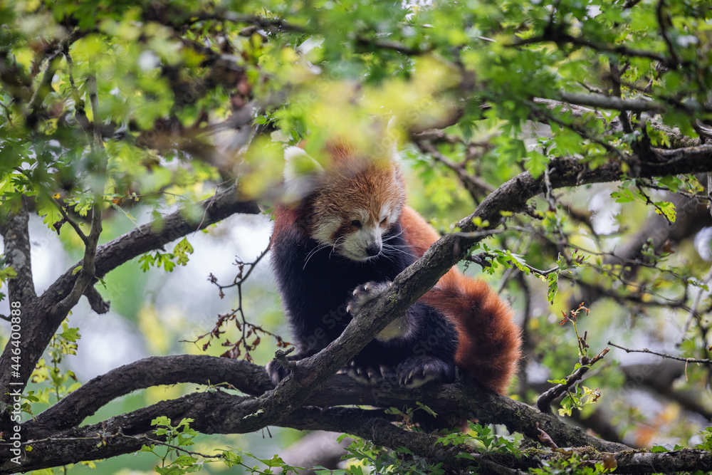 A red panda is resting in a tree A red panda is resting in a tree