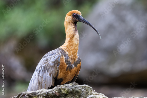 Photos Portrait of a black-faced ibis in the mountains