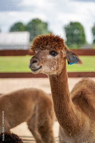 Fototapeta Naklejka Na Ścianę i Meble -  Portret młodej alpaki z bujna fryzurą