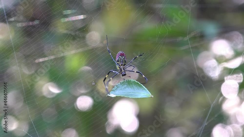 Joro spider Trichonephila clavata is trying to remove a leaf from the web.