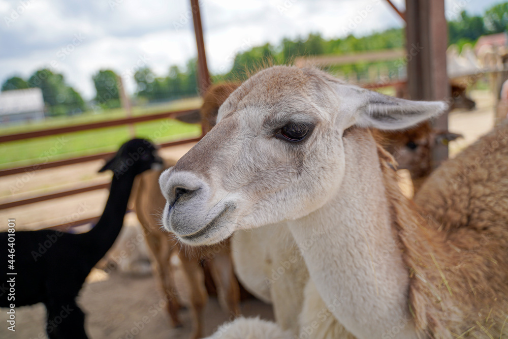 Obraz premium Portret młodej alpaki z bujna fryzurą