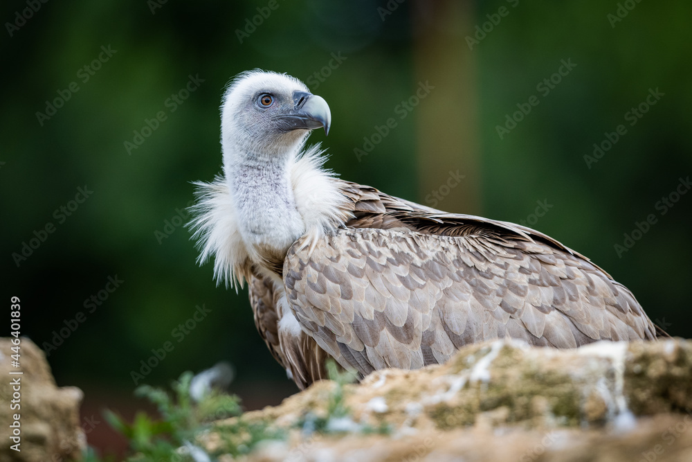 Portrait of a Griffon Vulture