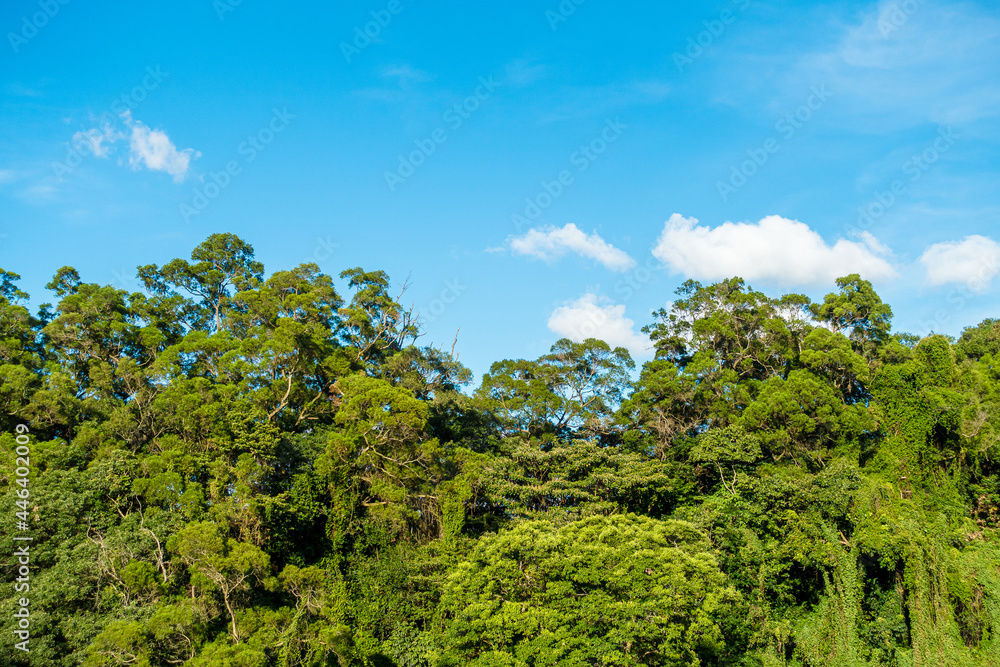 Low altitude subtropical forest and blue sky