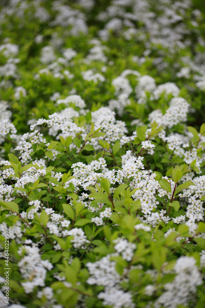 Spiraea flourishing in spring
Spiraea flourishing in spring