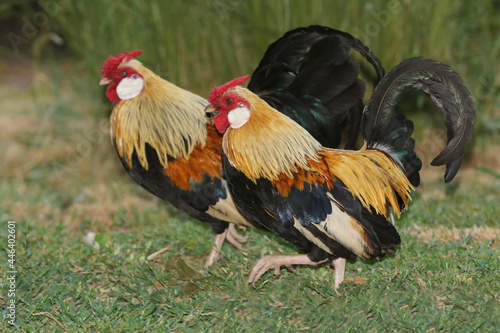 Two Brown and black roosters with red crest © Geza Farkas
