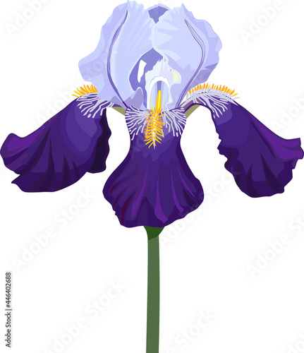 Blue iris flower isolated on white background
