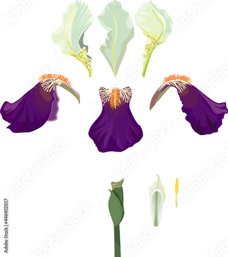 Parts of iris flower isolated on white background