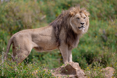 Fototapeta Naklejka Na Ścianę i Meble -  A lion rests in the savannah