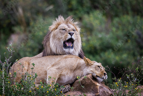 A lion rests in the savannah