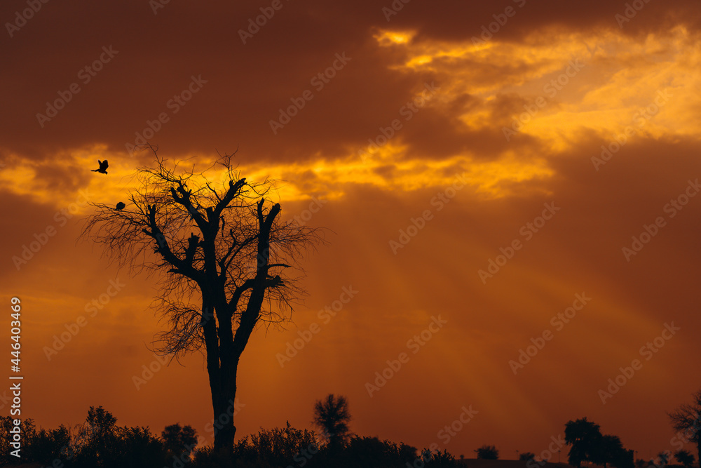 sunset rays showering on the lone tree with birds sitting and flying around