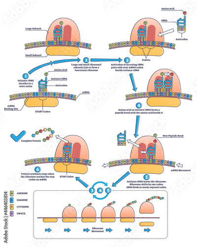 RNA translation as process of transcription of DNA to RNA outline diagram. Labeled educational molecular biology and genetics detailed description with gene expression scheme vector illustration. photo