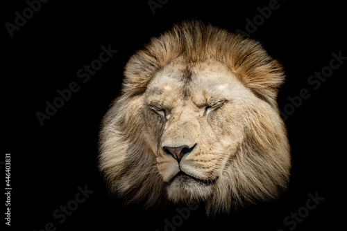 A lion with a black background © AB Photography