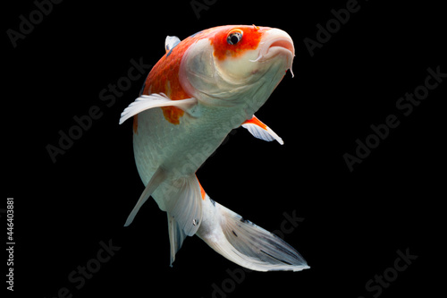 Photography Taisho sanke koi fish black background