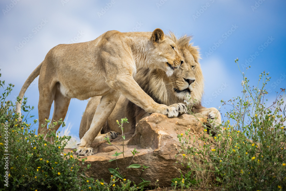 Fototapeta premium A lion rests in the savannah