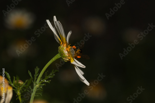 Selective focus shot of a fly on a chamomile photo