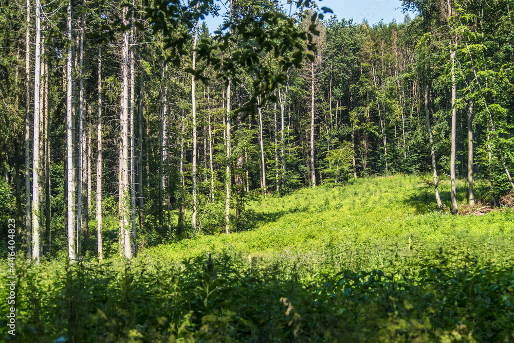 Wiederaufforstung im Mischwald Wiederaufforstung im Mischwald