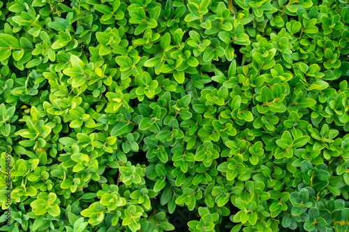 green boxwood twigs with visible details. background or texture