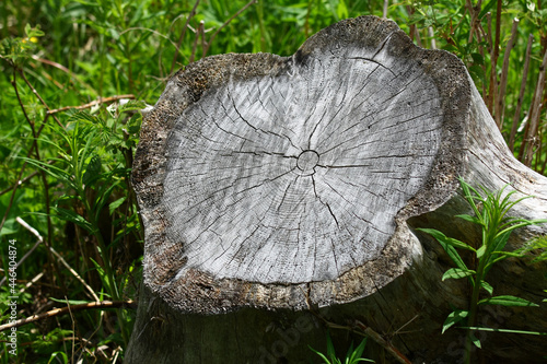 Stump of tree photo