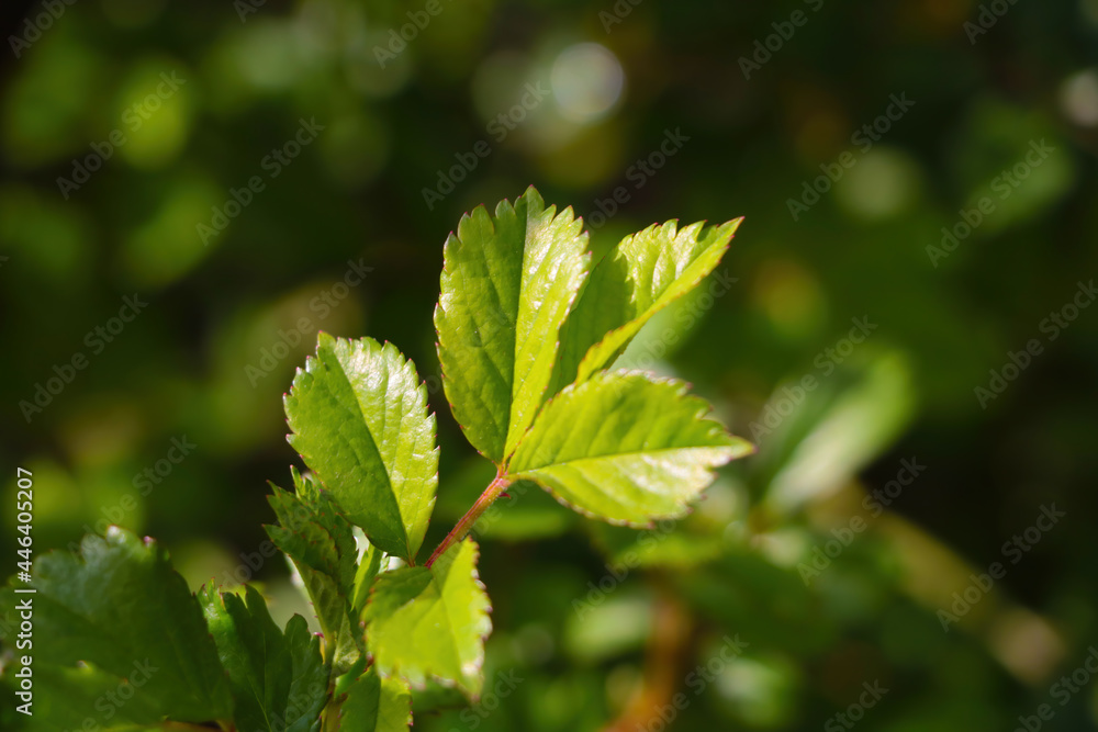 A young green leaf of a bush close-up in the park. A young green leaf of a bush close-up in the park.
