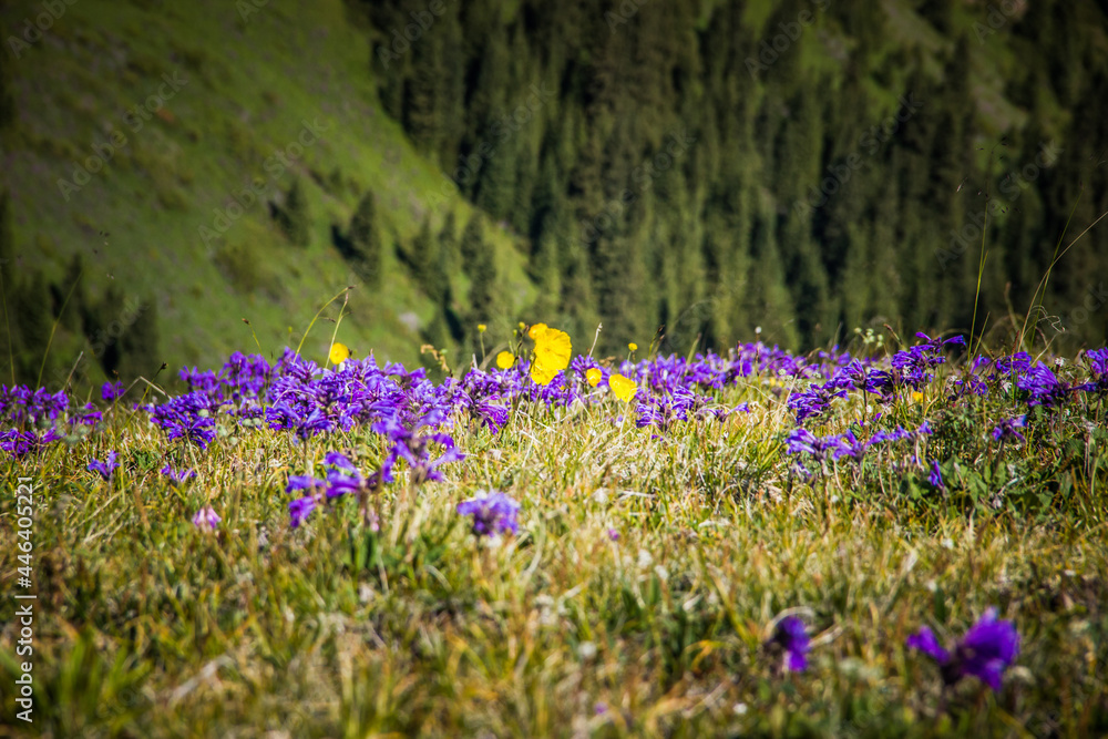 Beautiful Summer view. Meadow with wild purple and yellow flowers and the mountains with trees in the background.