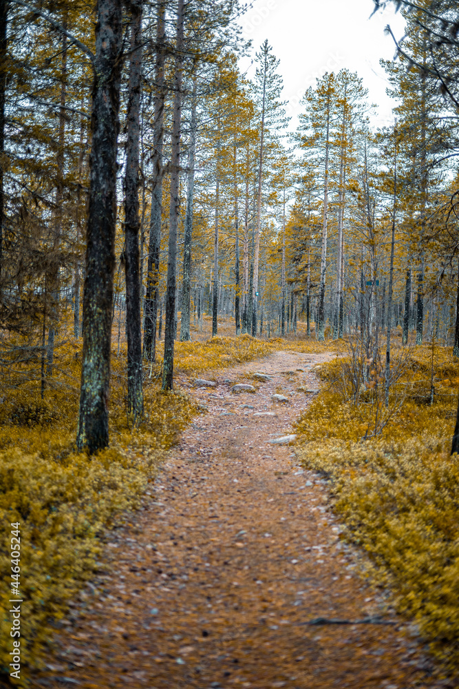 Lapland autumn in the forest Sweden