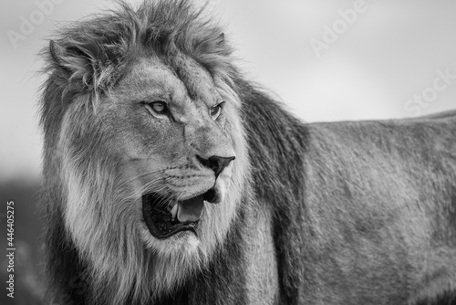 A lion rests in the savannah