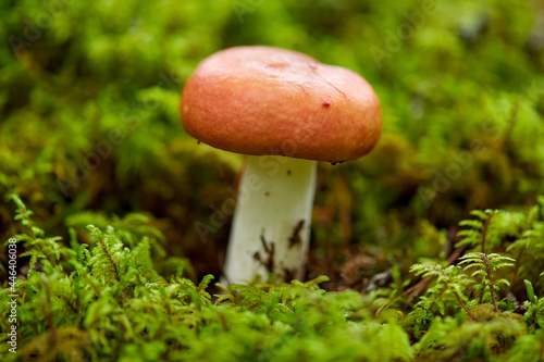 nature, environment and picking season concept - russule mushroom growing in autumn forest