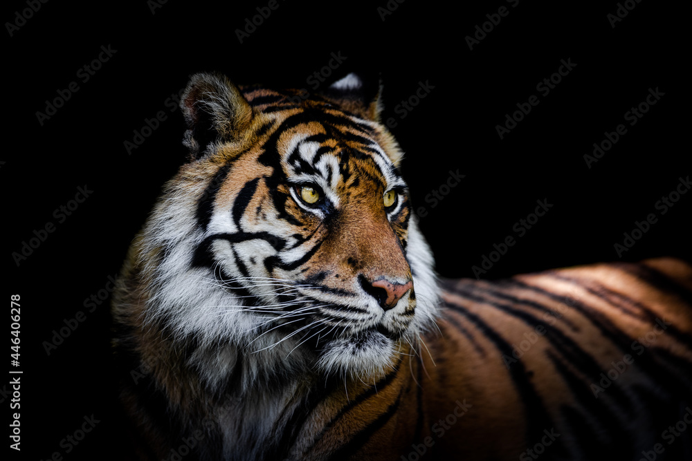 Sumatra tiger with a black background