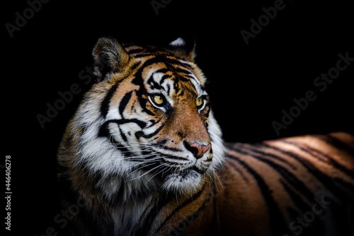 Sumatra tiger with a black background