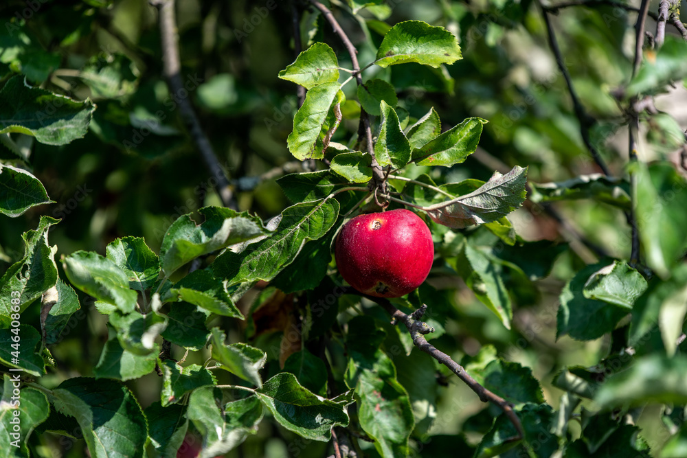 red apples on a tree red apples on a tree