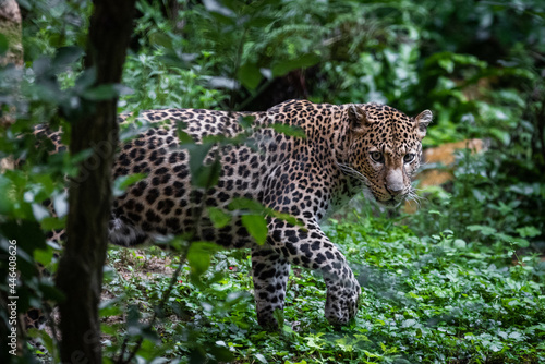 Sri Lankan leopard in the jungle