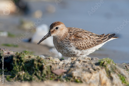 Dublin, (Calidris alpina) feeding on seaweed on the beach. © Ali Tellioglu