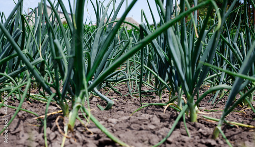 Organically grown onions. Green onion in vegetable garden. growing vegetables on the farm. drought on vegetable field.