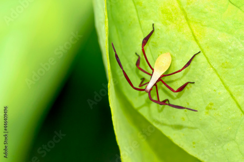 Shield Bug, Chust Bug, Heteroptera, Hemiptera, Tropical Rainforest, Marino Ballena National Park, Uvita de Osa, Puntarenas, Costa Rica, Central America, America