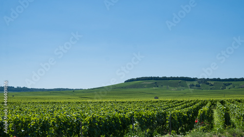 Vineyard of Champagne at summer