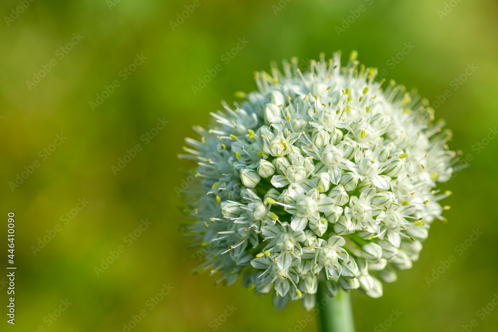 White inflorescence of an onion (Allium cepa) on soid green background White inflorescence of an onion (Allium cepa) on soid green background