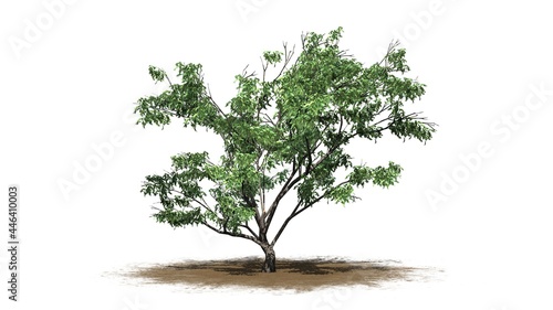 Hook Thorn tree on sand area - isolated on white background - 3D illustration