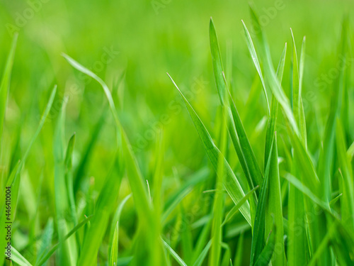 Close up of fresh green grass in the early morning. Tranquil calm closeup plants macro wallpaper. Beautiful meadow screensaver on the desktop. Copy space.