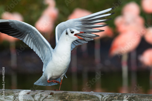 black headed gull in winter plumage flapping its wings  at Martinmere Wetlands Trust in England