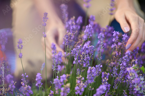 Fototapeta Naklejka Na Ścianę i Meble -  Selective focus of female hands gently touching purple flowers in endless lavender field. Unrecognizable young female enjoying summer harvest, warm sunshine. Concept of nature beauty.
