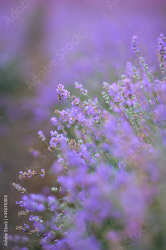 Selective focus of delicate bright purple flowers blooming in countryside farmland. Long patches on lavender field  meadow in summer day. Concept of nature beauty  aromatherapy.