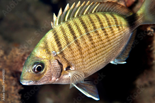 White seabream, Diplodus sargus, Cabo Cope Puntas del Canegre Natural Park, Mediterranean Sea,  Murcia, Spain, Europe photo