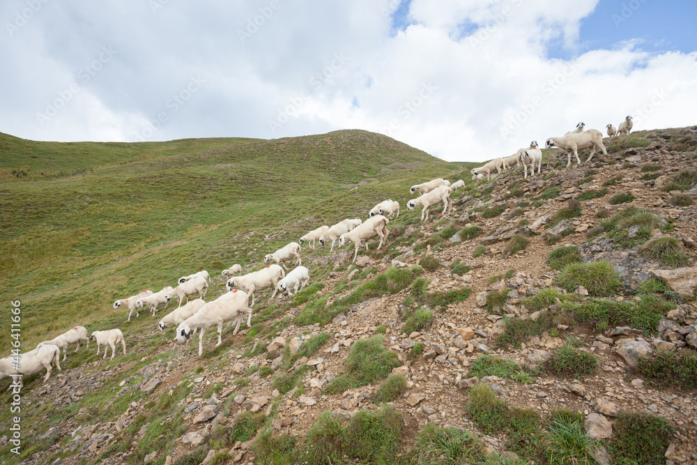 Brillenschaf sheep in an Italian mountain  pasture