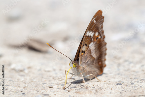 Lesser purple emperor butterfly (Apatura ilia) looking for minerals with enrolled yellow proboscis.